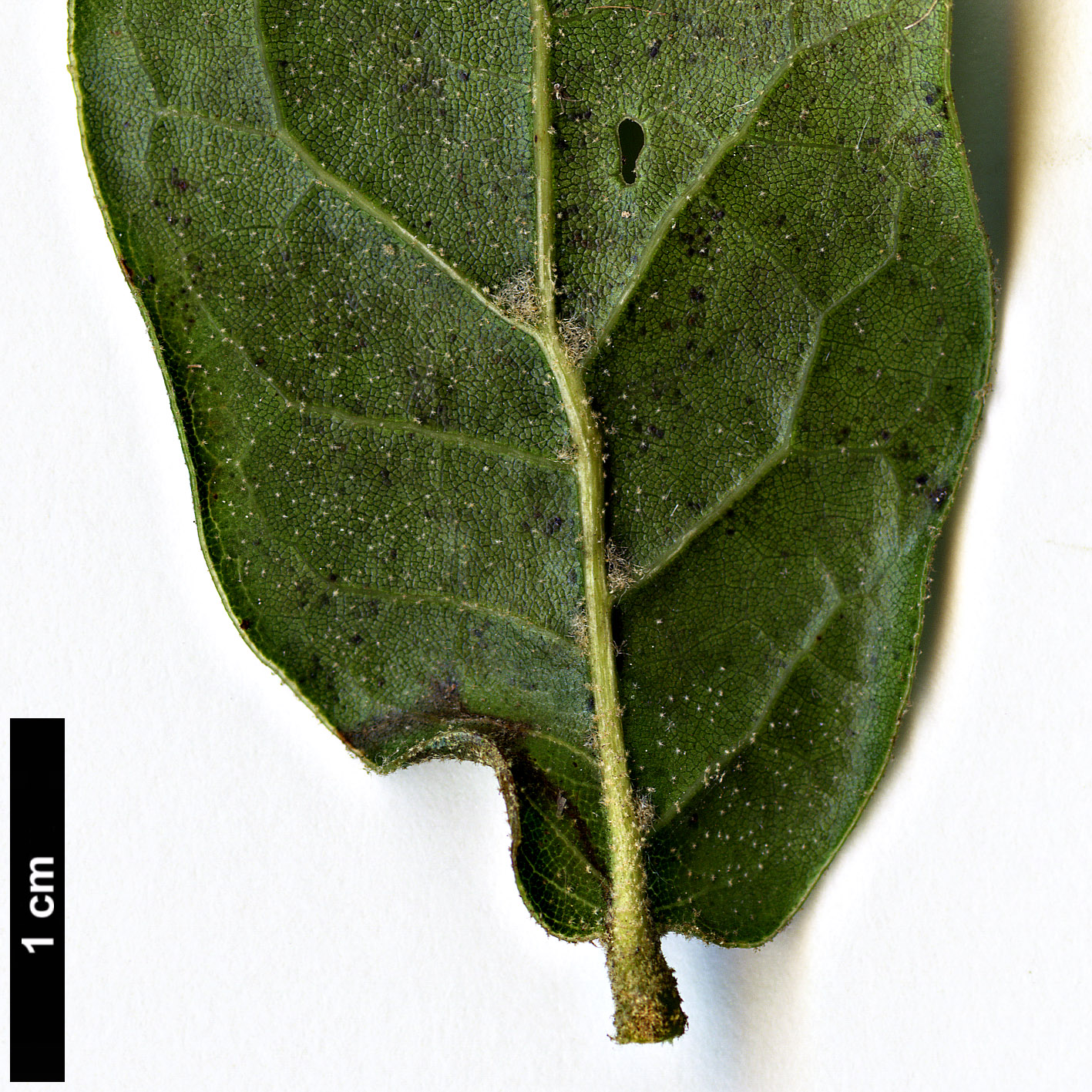 High resolution image: Family: Fagaceae - Genus: Quercus - Taxon: galeanensis HORT